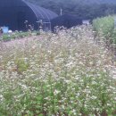 일광농장 이미지