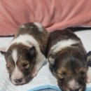 오픈주 하남스타필드점 이미지