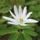 순백