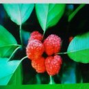 순길농장 이미지