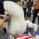 크러쉬 푸들 네이버블로그
