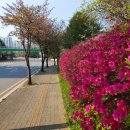 2014109 | 굴포천 걷다 4 (한국만화박물관 > 부평역사박물관 > 굴포먹거리타운 > 신트리도서관 > 부평구청역)