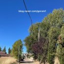 마르띠노 | 가을산티아고순례길 21 [Itero de la Vega ~ Villarmentero de Campos]