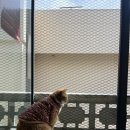 후미후미 | 광안리 고양이가 있는 카페 ‘후미후미’ 솔직방문후기