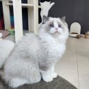 고양이날다 이미지