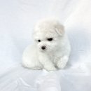 데스티니 퍼피 이미지