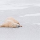 북극곰 이미지