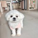 몽트루디 이미지