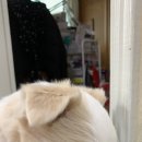 펫츠까까 이미지