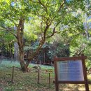 완도 정자리 황칠나무 이미지