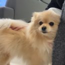 리가플스방 이미지