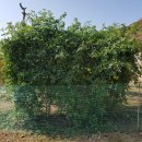 김양식농장 이미지