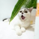 다정한고양이