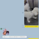 휘게 펫케어 이미지