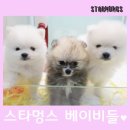 챠밍애견 이미지