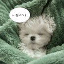 팡팡 이미지
