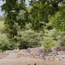 사지목나무그늘 이미지