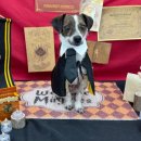 도그와트 이미지