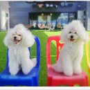 #아름답개 이미지