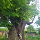 영천 약남리 회화나무 이미지