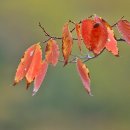 가을에 아름다운 것들 .... 가을에 듣기 좋은 세미클래식 1 - 7곡 이미지