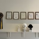 하비나 코지 이미지