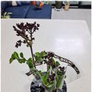 추천, 화초구입은 &#39;갑조네&#39;에서! 미스김라일락, 몬스테라, 오색마삭줄, 칼라홍콩야자 구입 후기!