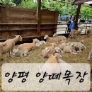 삼삼오오목장 | 양평 양떼목장[양평 아이랑 가볼만한곳] 서울근교 데이트코스 내돈내산 솔직 후기 가성비울트라캡숑짱
