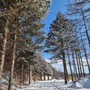 샘터목장 | 선자령 등산코스, 겨울산행 추천