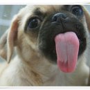 낼름 낼름 이미지