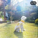 돌담과초록