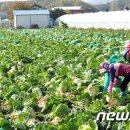 안보1리 이미지