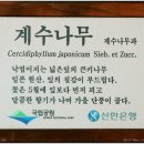 계수나무 이미지