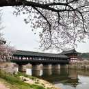 교촌경로식당 | 경주벚꽃여행🌸 Day1(2) | 첨성대 - 계림 - 교촌마을 - 최부자댁 - 월정교