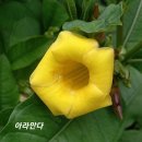 스위트피