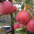 성문 농장 이미지