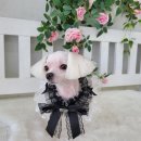 댕댕이 미장원 이미지