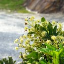 팔손이 Fatsia japonica (Thunb.) Decne. &amp; Planch. 이미지