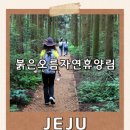 붉은오름자연휴양림 | 제주오름추천 붉은오름자연휴양림 해맞이숲길 완주기