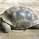 튼튼한거북이 이미지