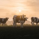 또또목장 이미지