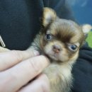 와와멍# 이미지