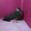 부산야생동물치료센터 이미지