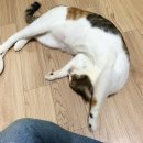 고주망탱이 | 수원노블치과 스케일링 + 관리 후기