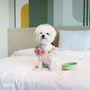 이비스스타일앰배서더인천에어포트 이미지