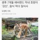 헐 ㅠ 한국 호랑이 5남매중 강산이 사망했대... 이미지