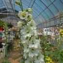 안이하우스 이미지