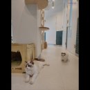 아이조아 캣파크 서울점 이미지