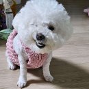 반듯한 멍이 이미지