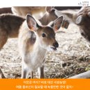 대산사슴농장 이미지